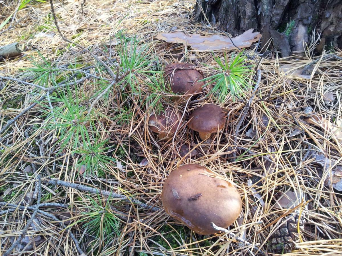 Stawy U Sikory - Dom Rybak - Agroturystyka I Lowisko Nowa Wies  Exteriér fotografie